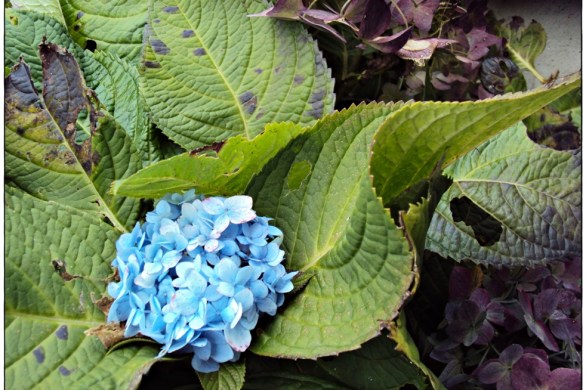 blue snowball bush, sikkim