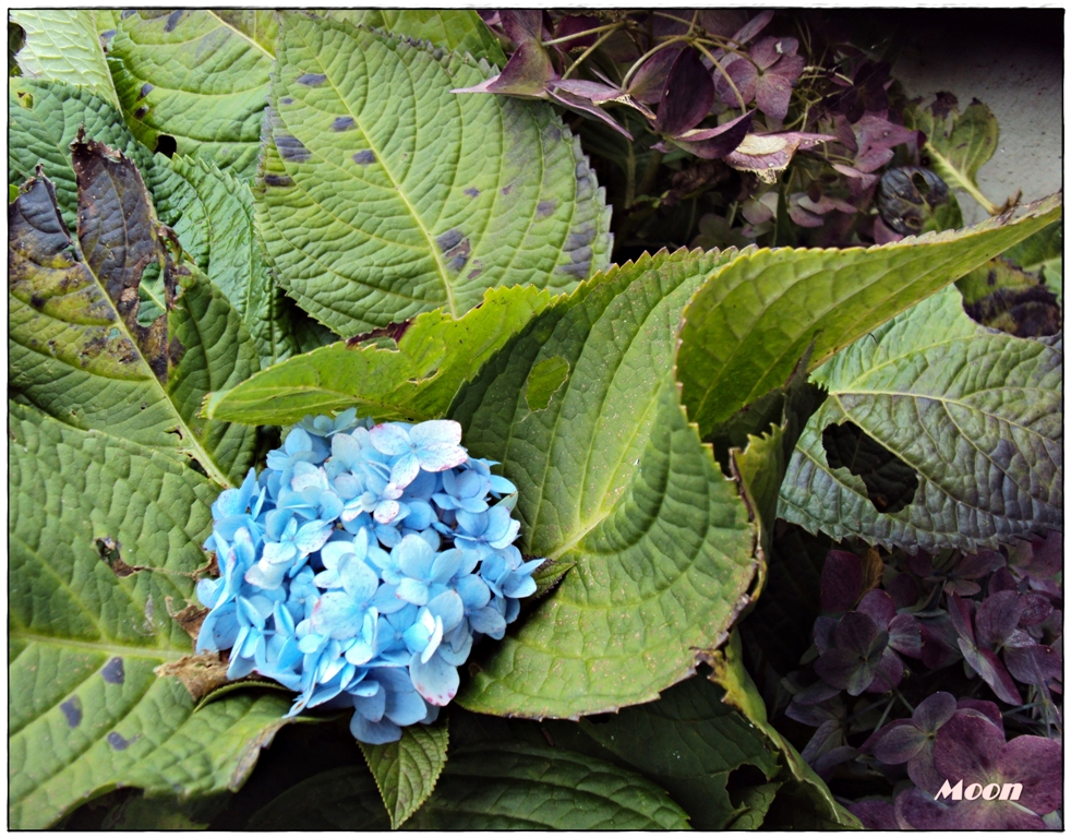 blue snowball bush, sikkim