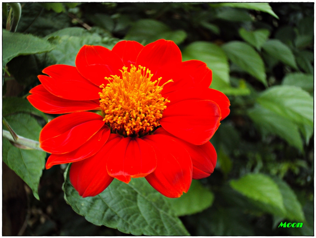 zinnia, red flower