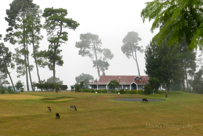 Cattle, Ranikhet, Golf Course, Kumaon, Uttarakhand