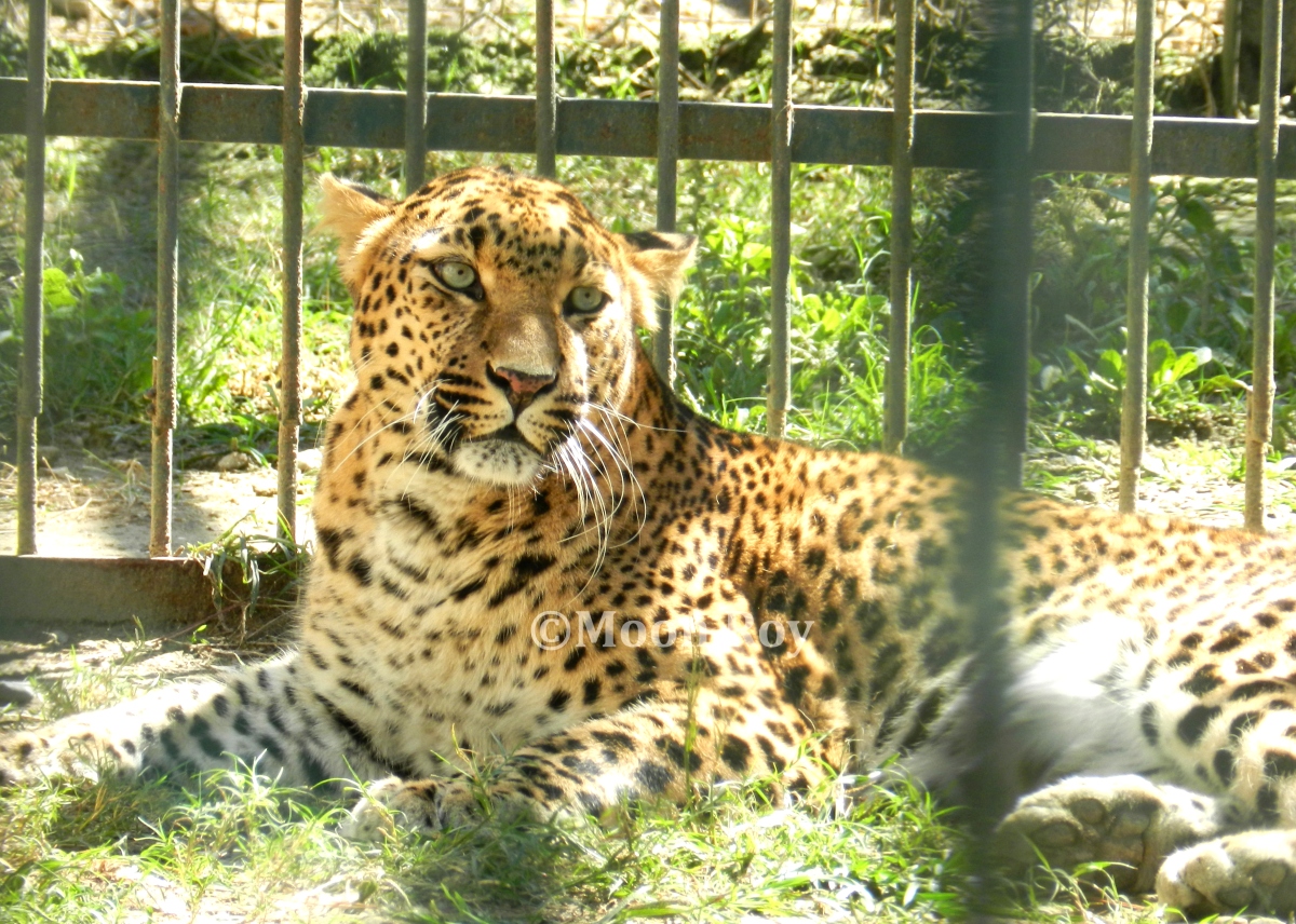 Leopard at the zoo, Almora, Nainital
