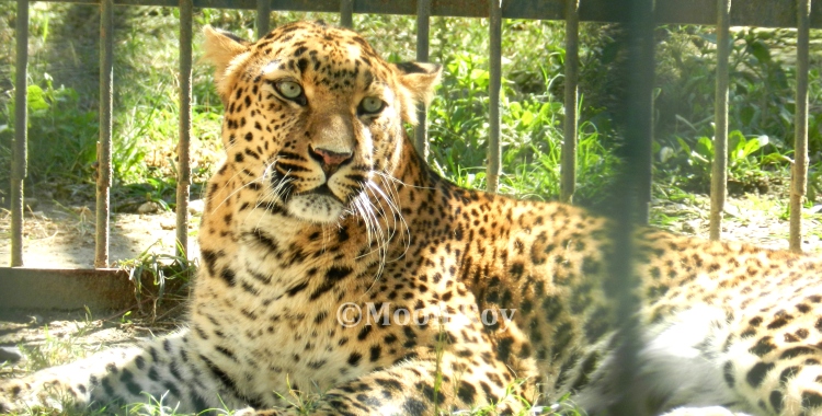 Leopard at the zoo, Almora, Nainital, Uttarakhand