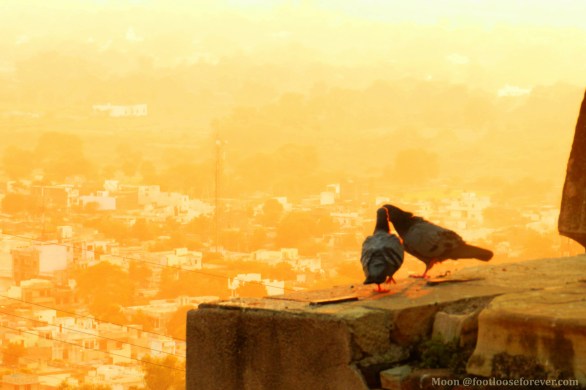 expression, affection, love, love birds, chittor, chiittorgarh