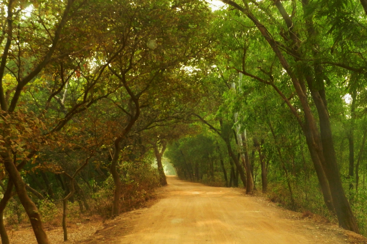depth, wood, woods, Sonajhuri forest, Shantiniketan, WB
