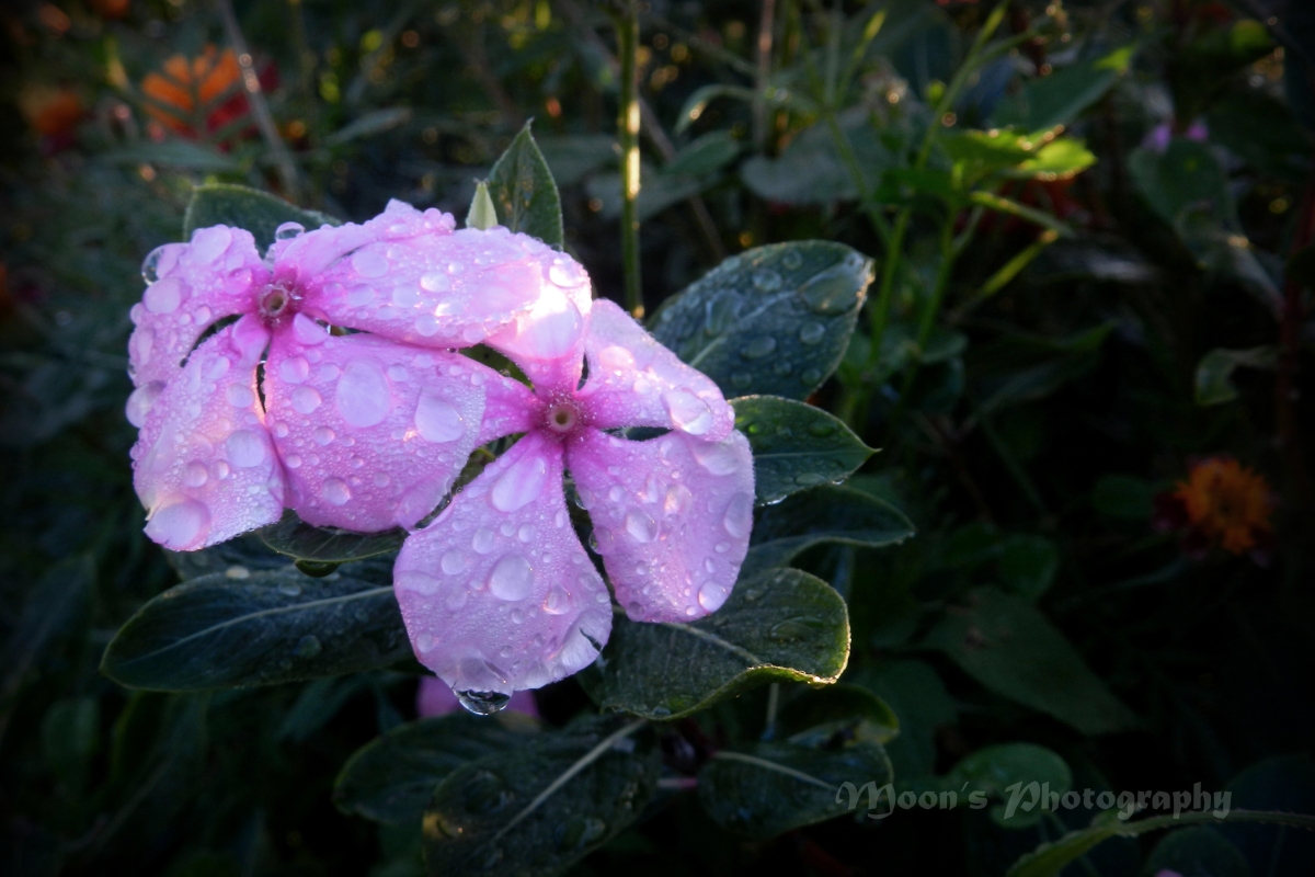 dew drop, dew, rain drop, flower, rose periwinkle