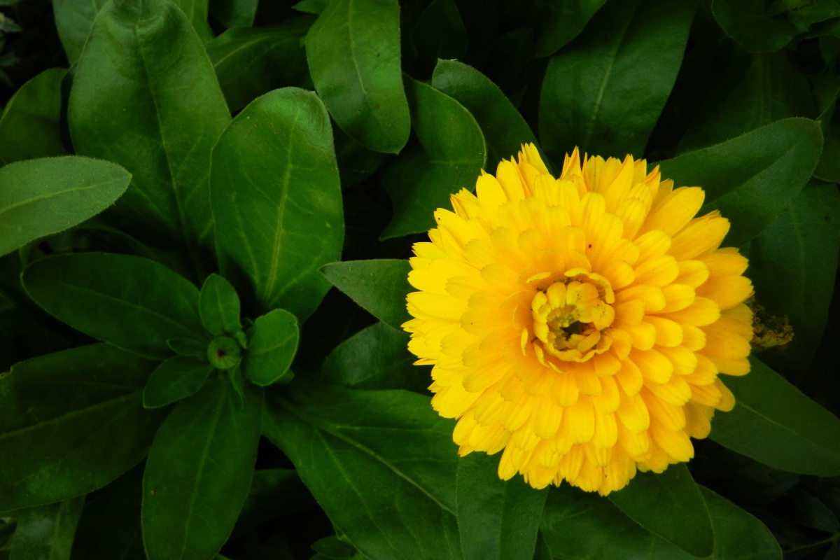 calendula, yellow, flower