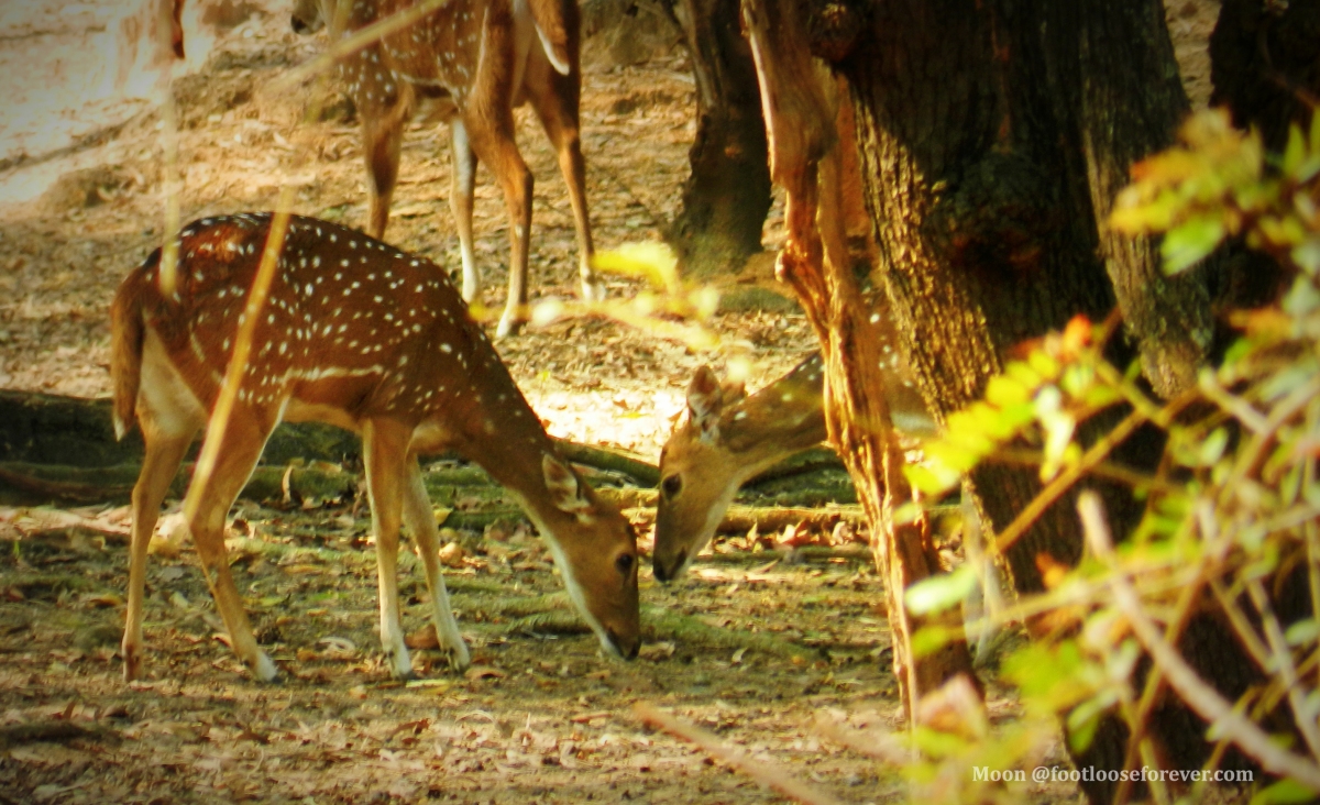 Deer, ballavpur wildlife sanctuary, shantiniketan