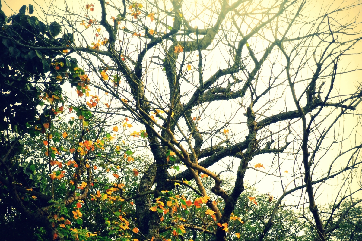 tree with bare branches in winter, kolkata