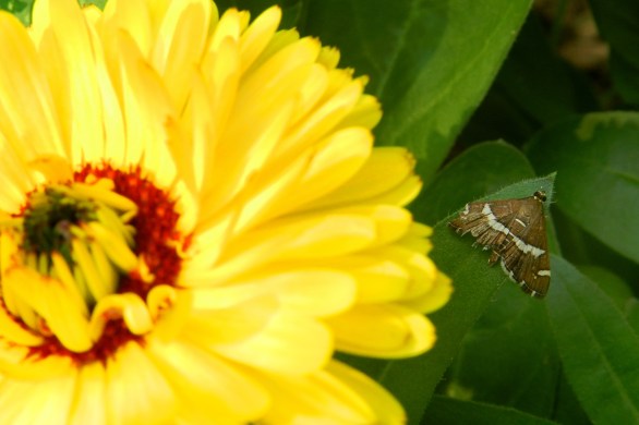 calendula, flower, moth, yellow flower