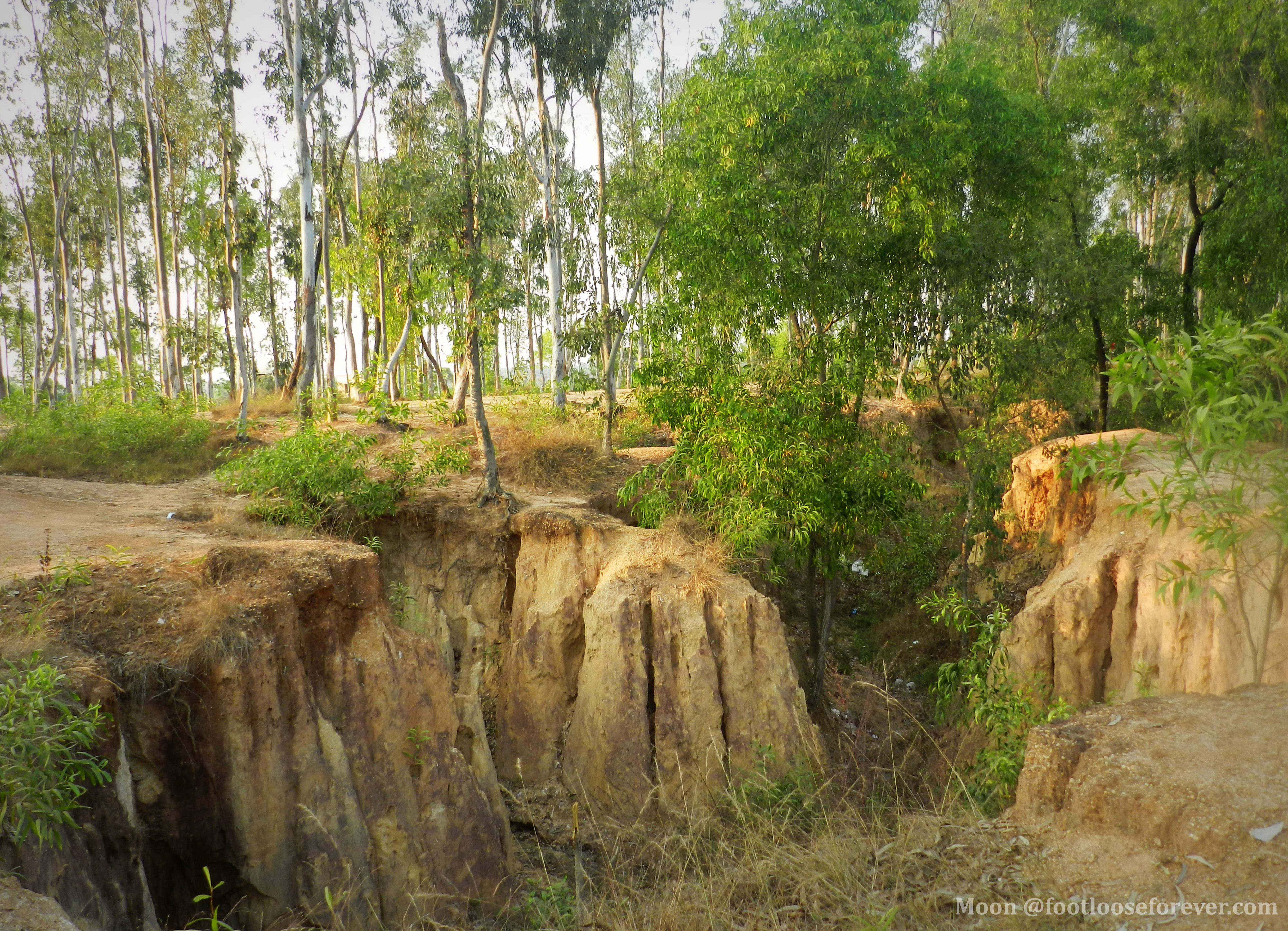 khoai, sonajhuri, shantiniketan
