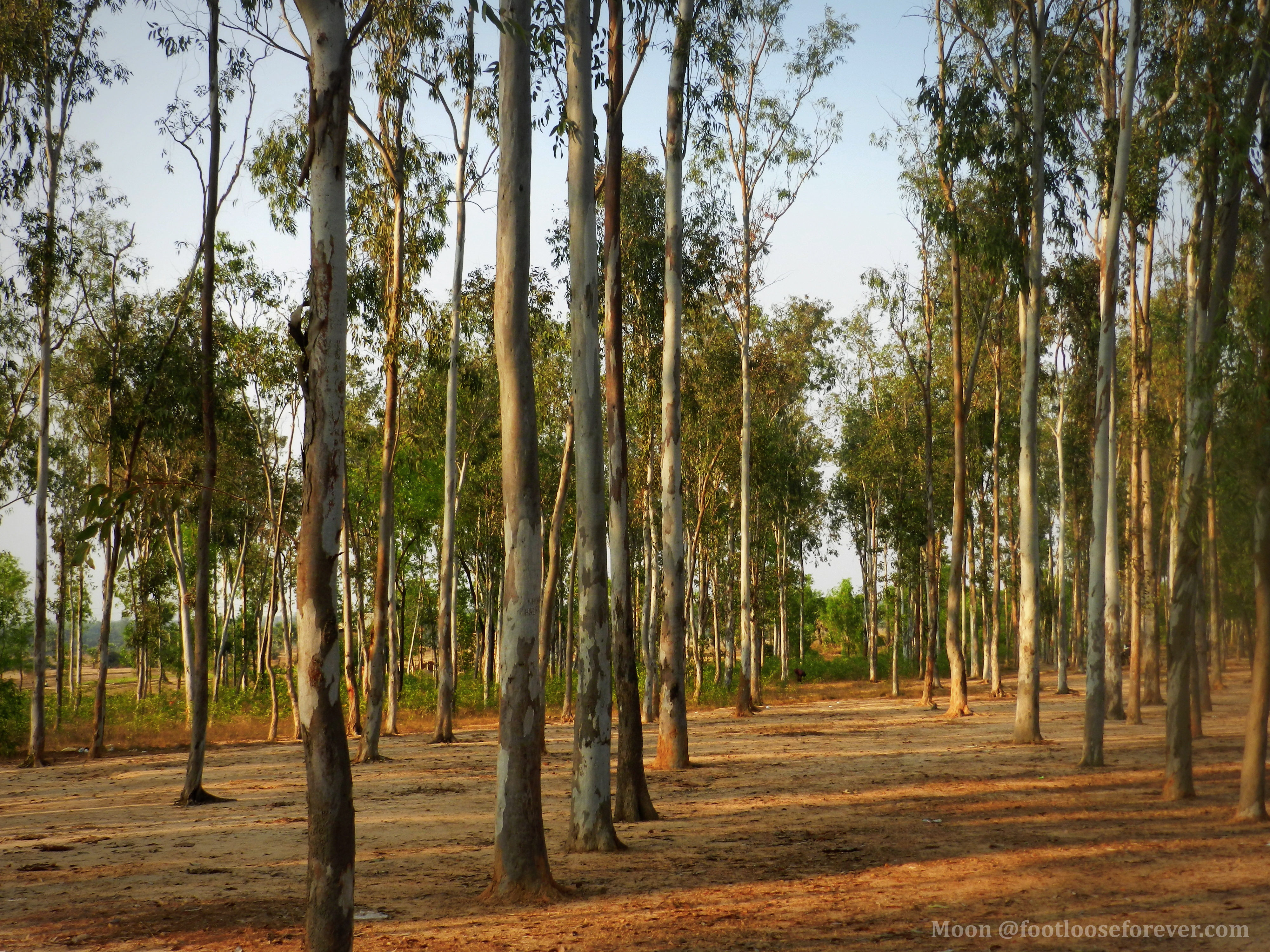 sonajhuri forest, shantiniketan