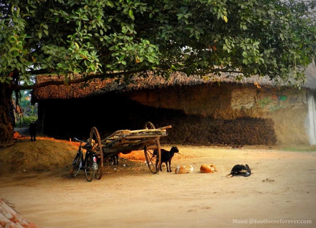 stray dogs, banyan, rural bengal, shantiniketan, bolpur