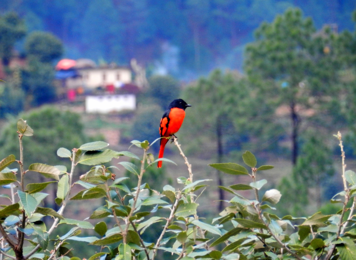 bird, Kausani, Uttarakhand, travel photo contest, explore the elements