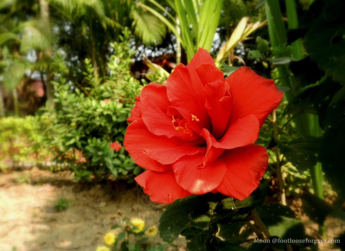 china rose, hibiscus, red, flower