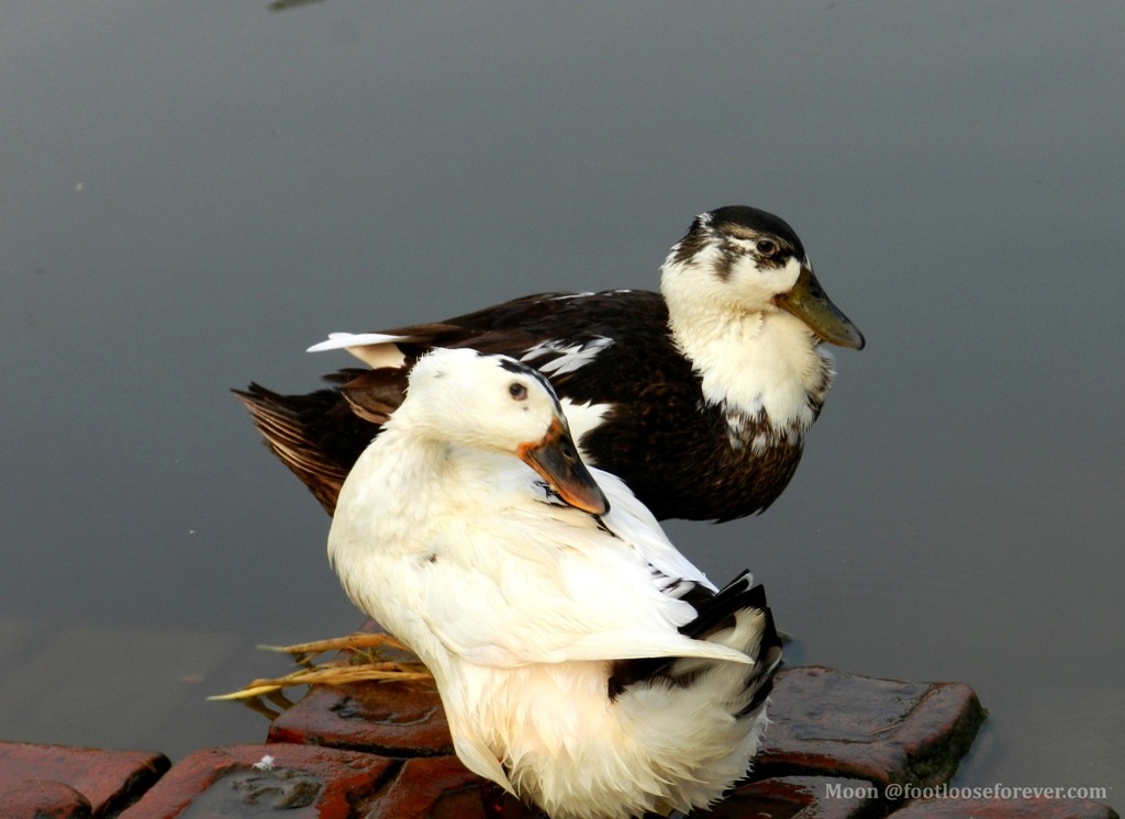 duck, ducks, ducklings, rural bengal, bolpur shantiniketan