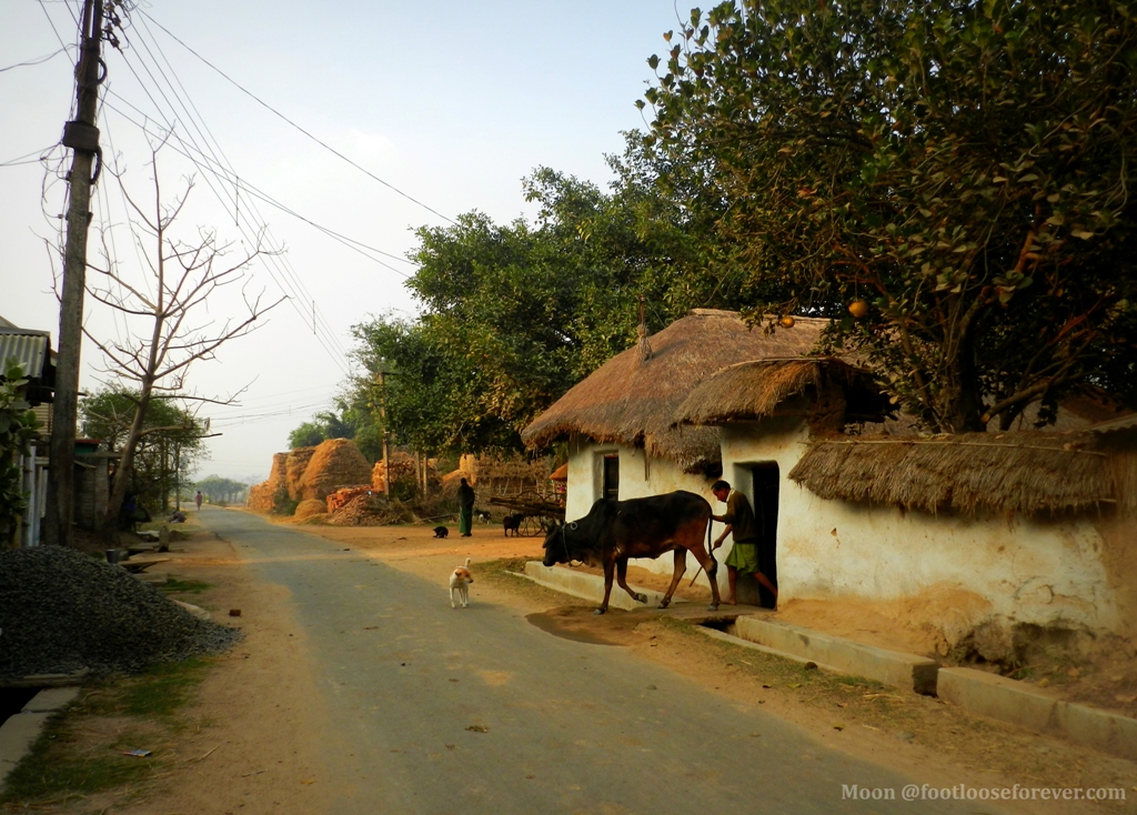farmer going to field, bolpur, shantiniketan, rural life, 