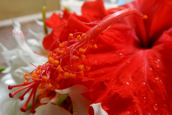 hibiscus , china rose, flower, red, fresh