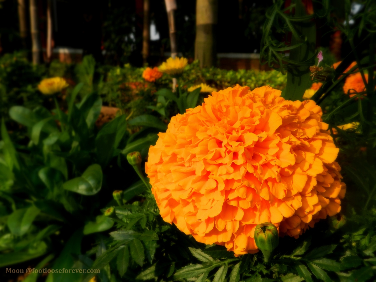marigold, orange, flower