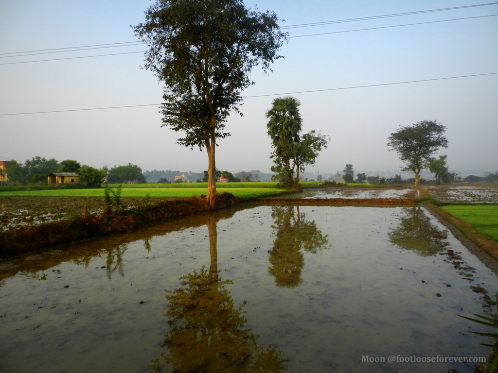 rice field, paddy field, shantiniketan, rural life, bengal