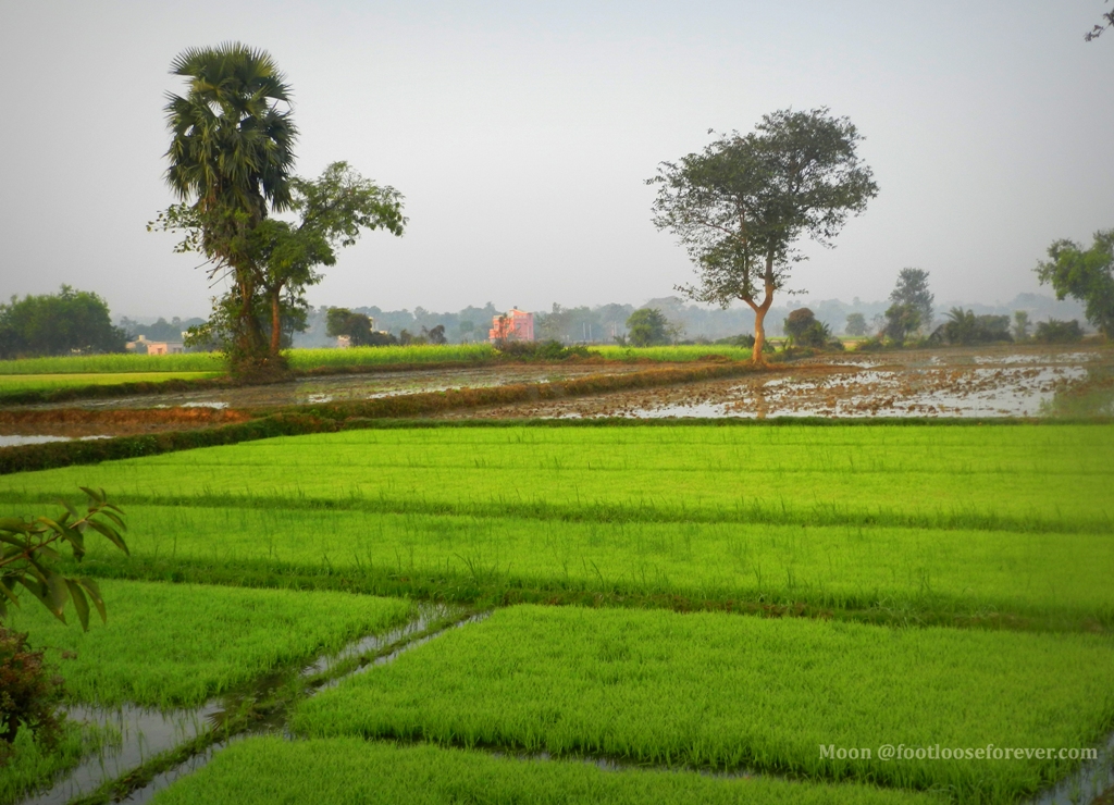 greenery, rice fields, Shantiniketan, paddy field, village, 