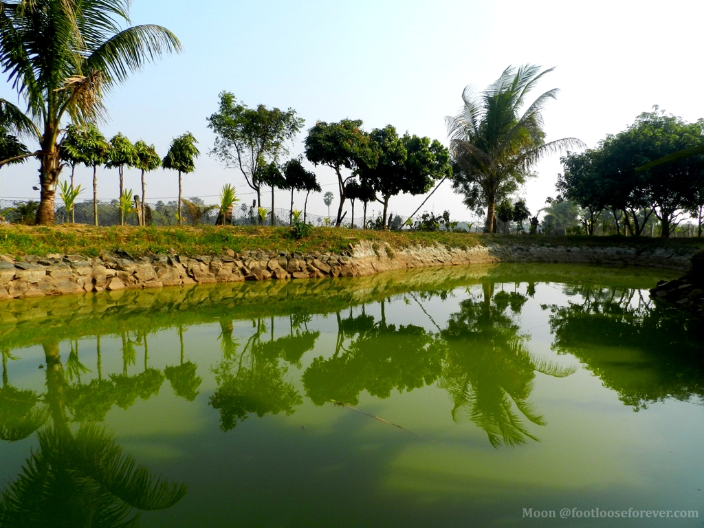 pond, reflection, rural bengal, shantiniketan, village