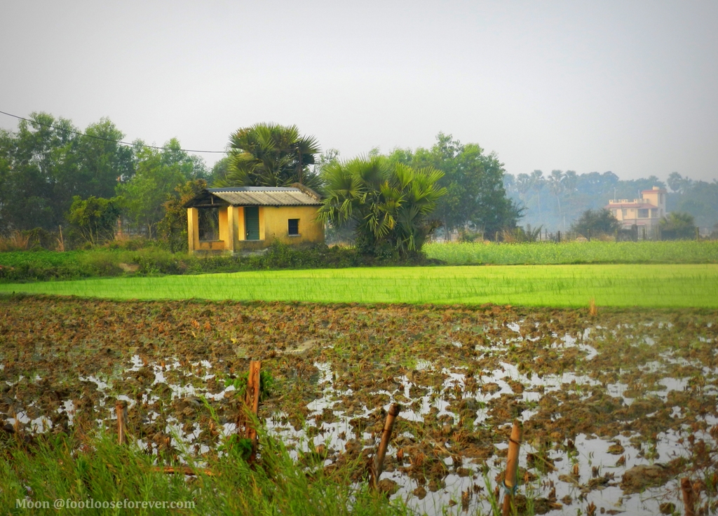 rice field, greenery, shantiniketan, bolpur