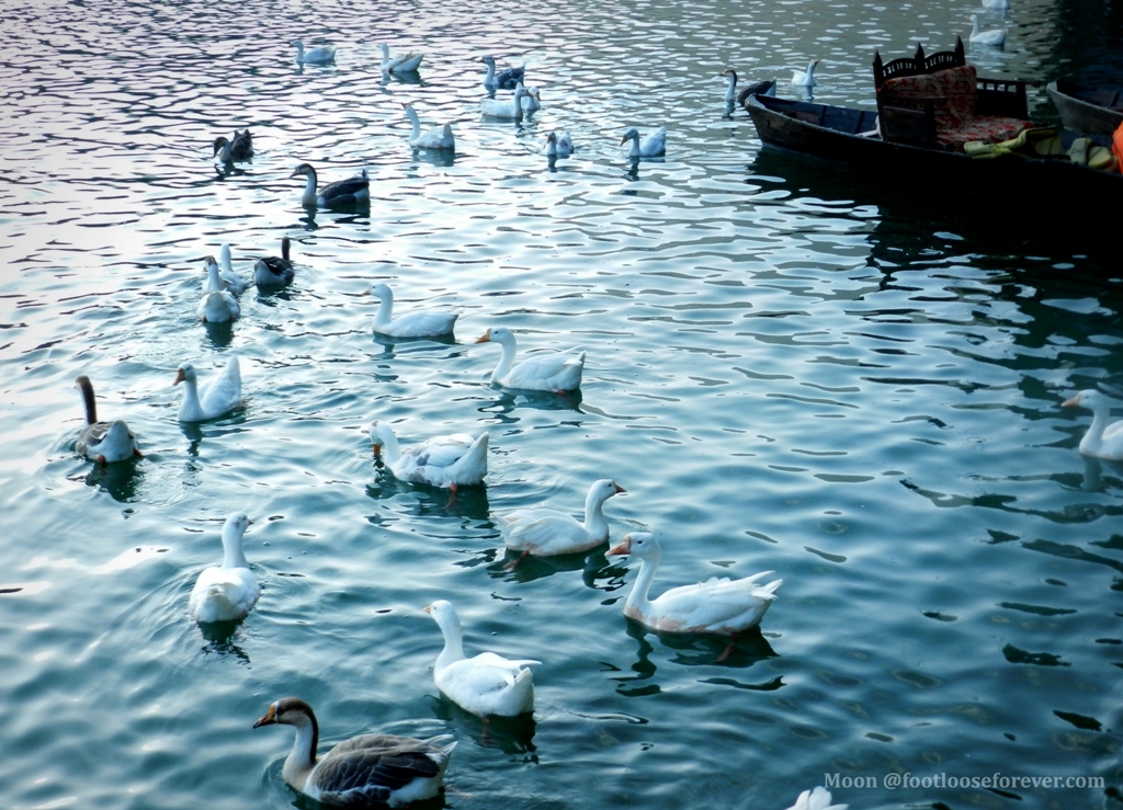 geese, swans, naini lake, nainital, 