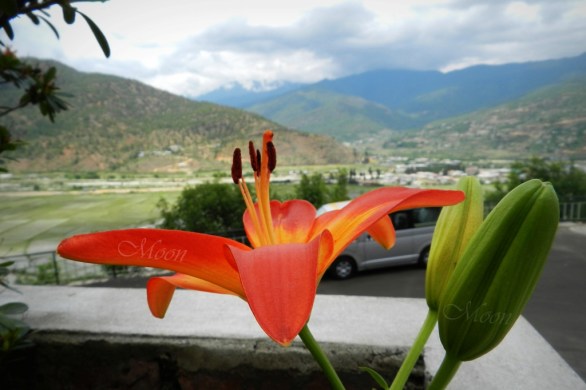orchid, orange, flower, vivid, color, colourful