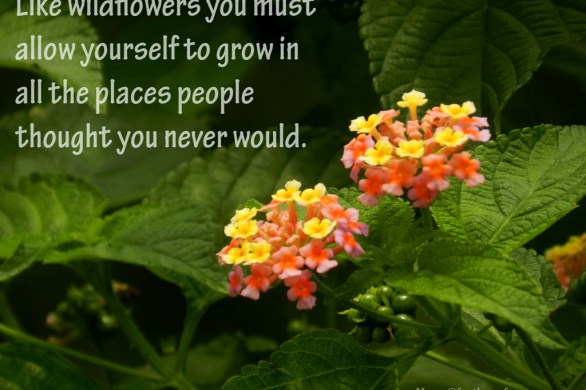 quote, quotes, wildflower, inspiring quotes