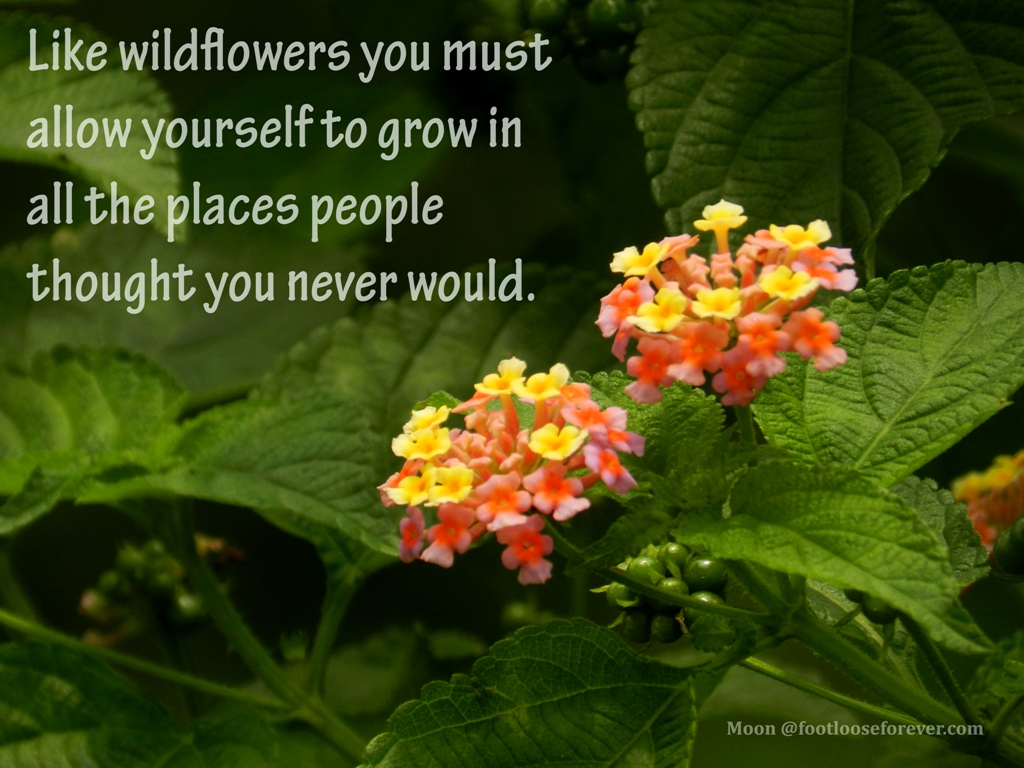 quote, quotes, wildflower, inspiring quotes