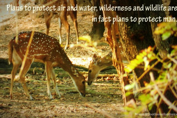 wildlife, nature, wildlife quote, nature quote, quotes, quote challenge, deer