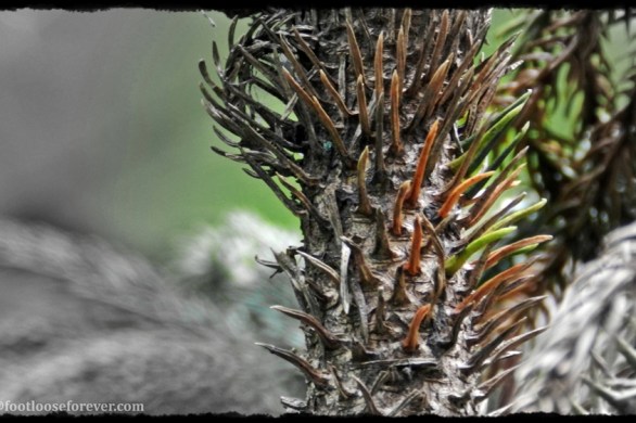 thorn, fern, mundane