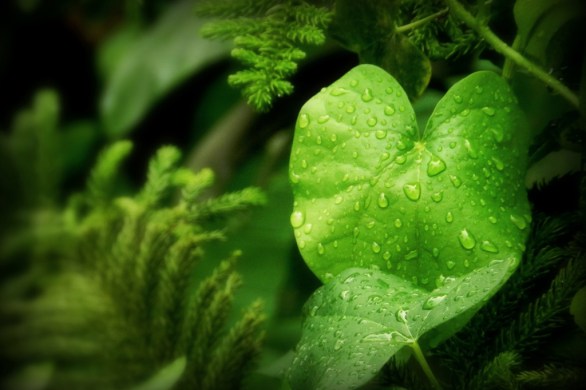 green foliage, green, leaves, rain drops