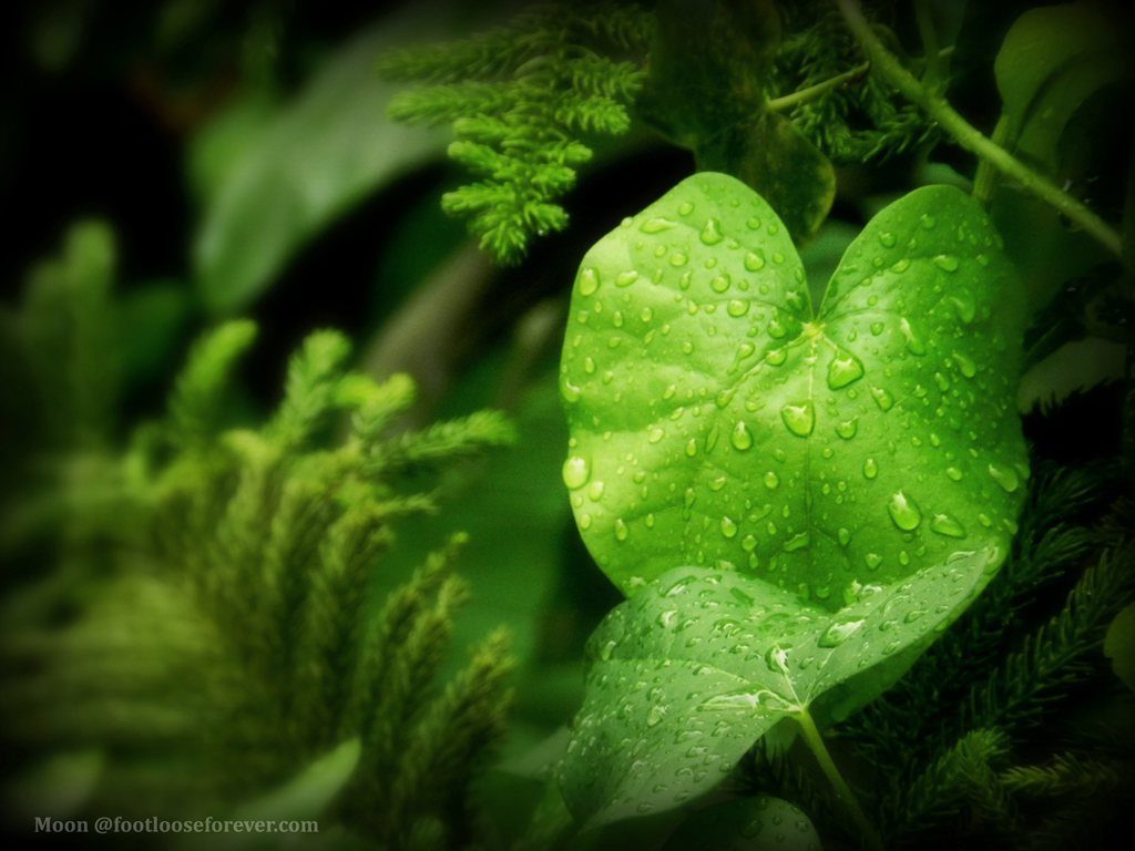 green foliage, green, leaves, rain drops