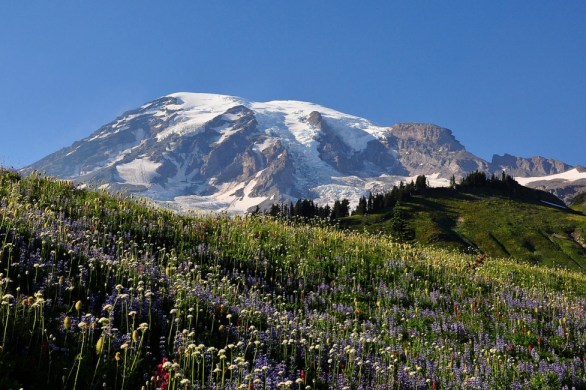 Mt Rainier National Park, seattle, usa