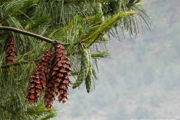 pine cones, pine, pine nuts
