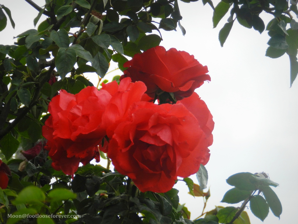 rose, red rose, paro, bhutan