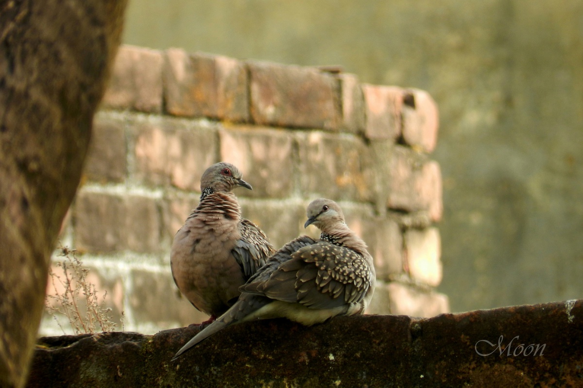 doves, pigeons, birds, partners
