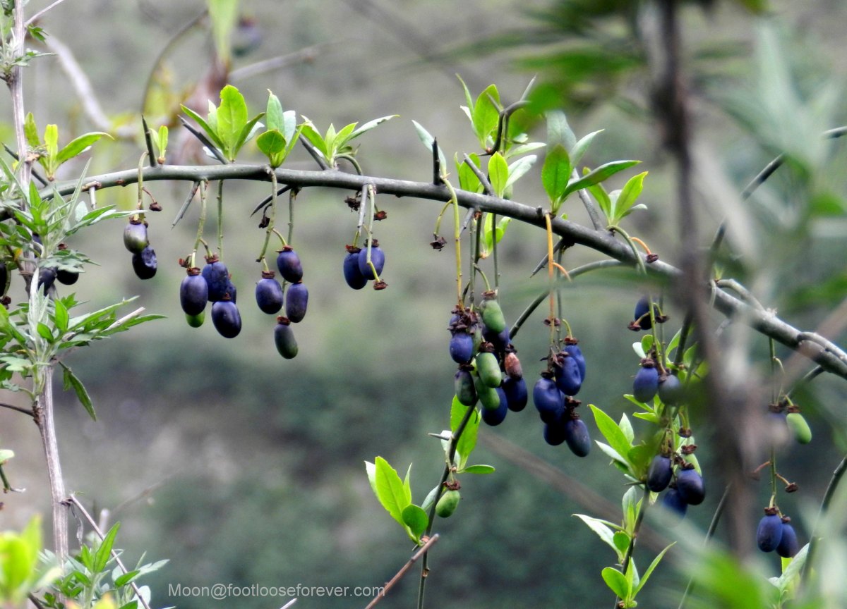 blue berry, berries, fruits, hills, sikkim