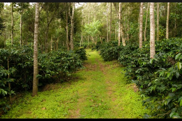 coffee estate, yercaud, tamilnadu