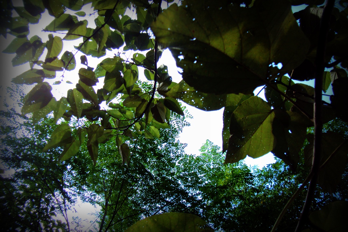 canopy of leaves, natural canopy