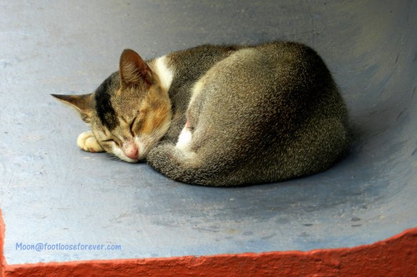 cat, sleep, sleeping cat, pets