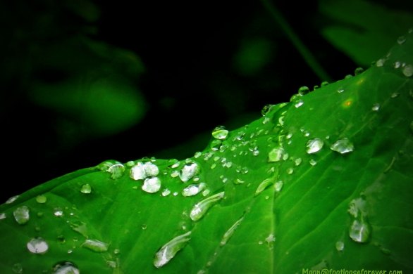 edge, colocasia leaf, raindrops