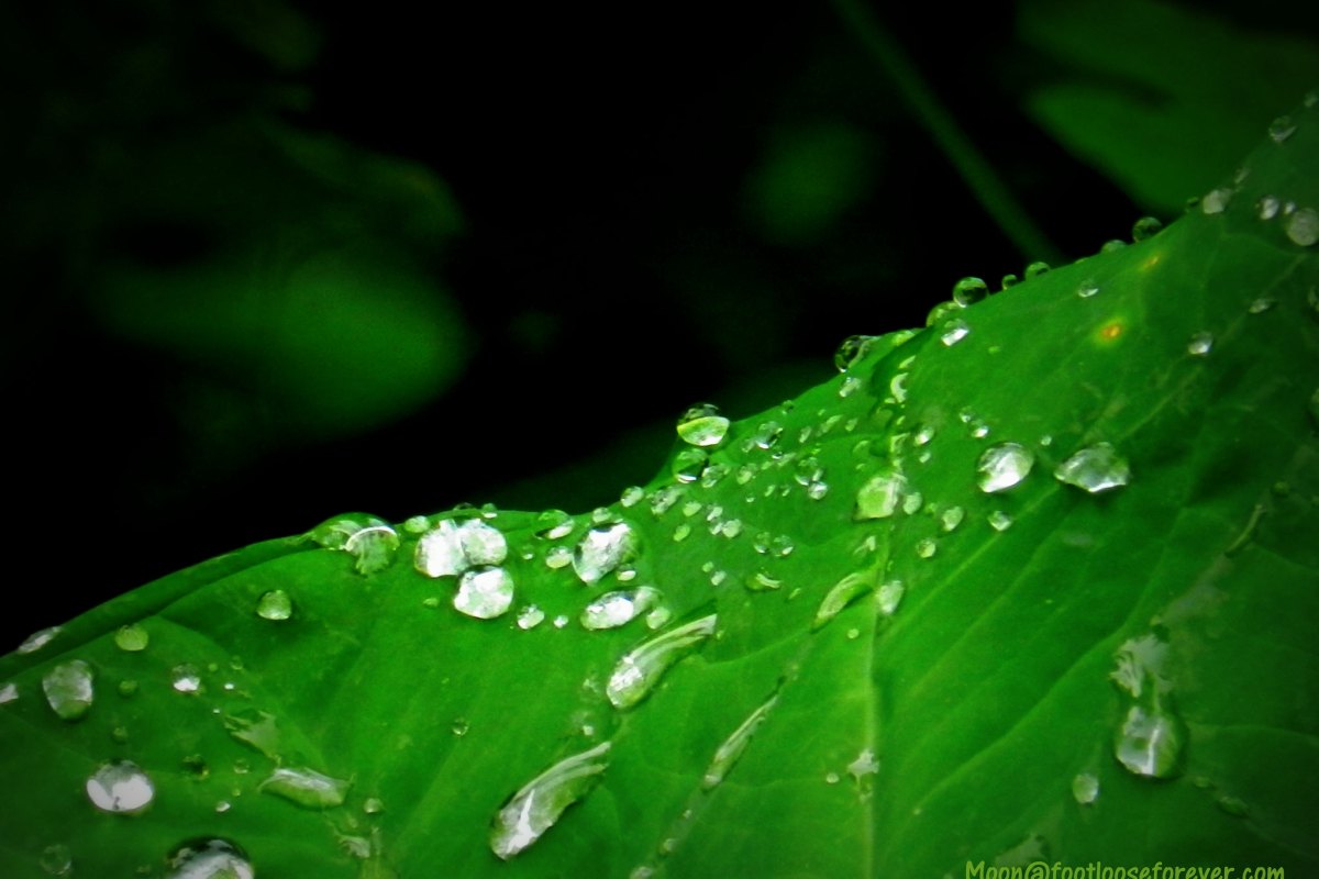 edge, colocasia leaf, raindrops