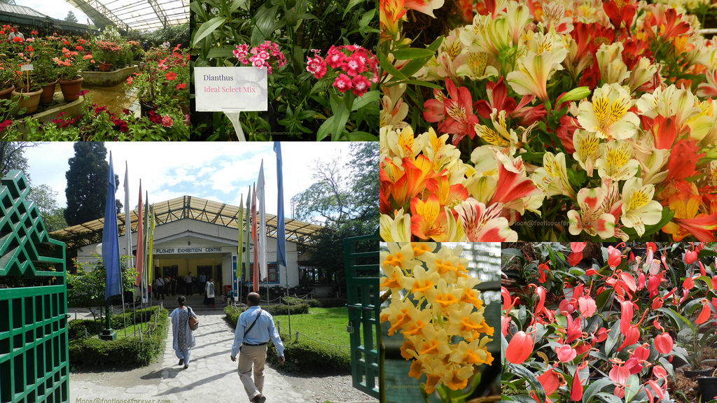 flower exhibition, gangtok, gangtok sightseeing, things to do Gangtok