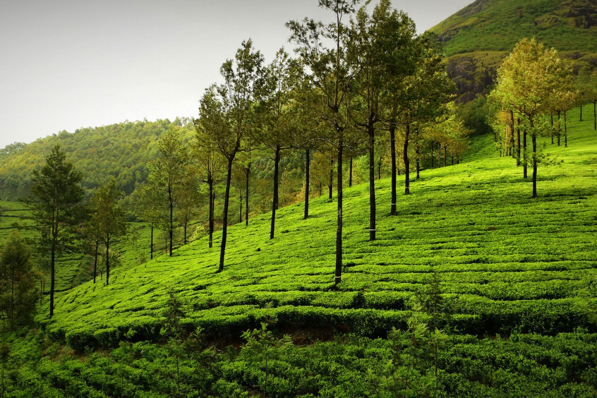 tea garden, kerala, greenery