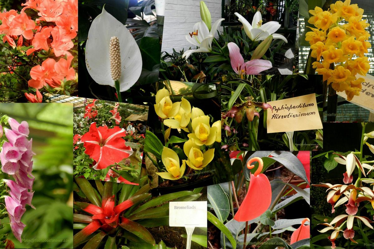 flower exhibition, gangtok, sikkim