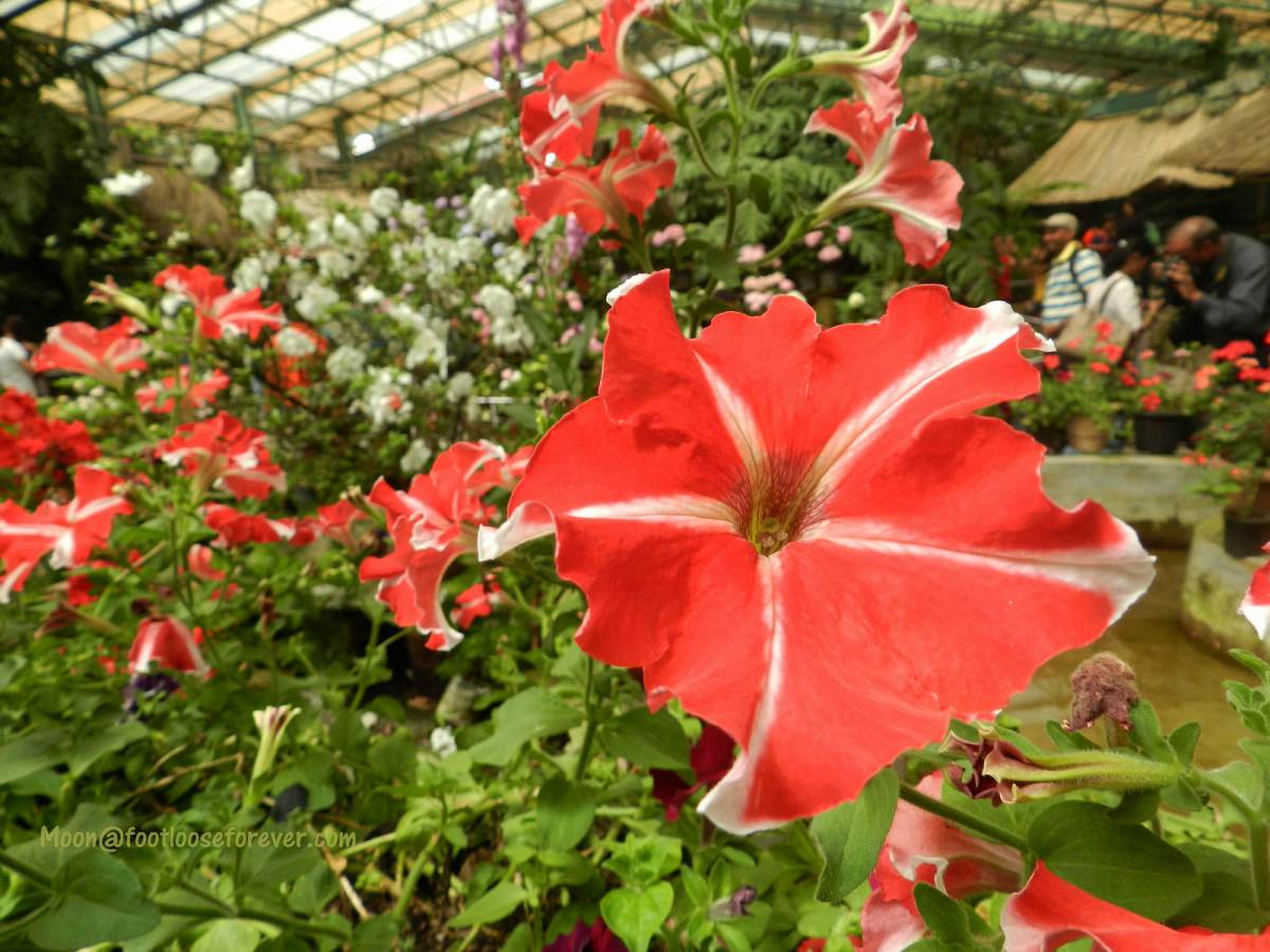 red flowers, flower exhibition, gangtok, sikkim