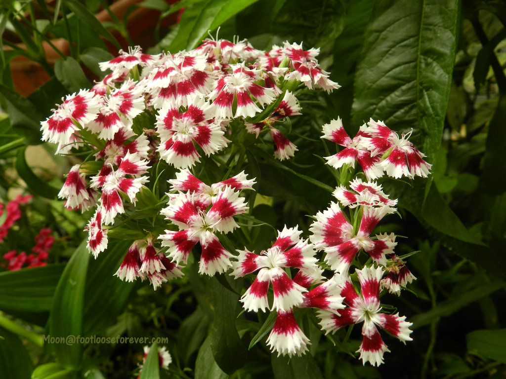 dianthus, flowers, flower exhibition, gangtok, sikkim