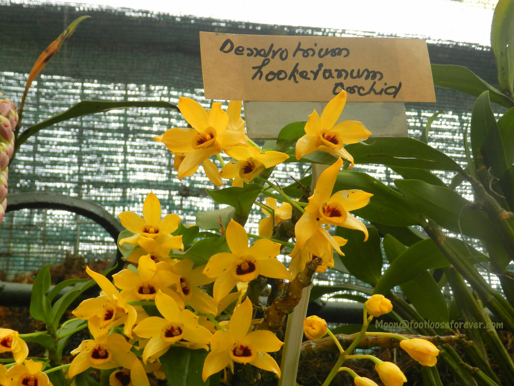 yellow orchids, flower exhibition, gangtok, sikkim
